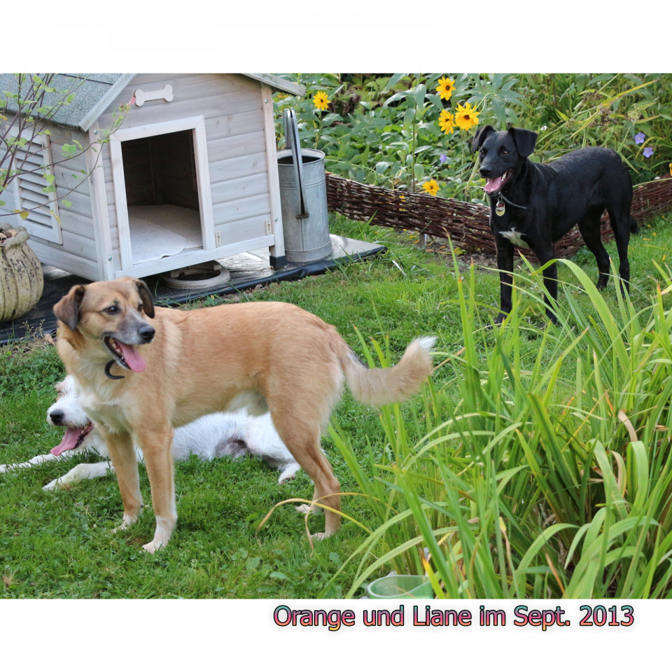 Orange