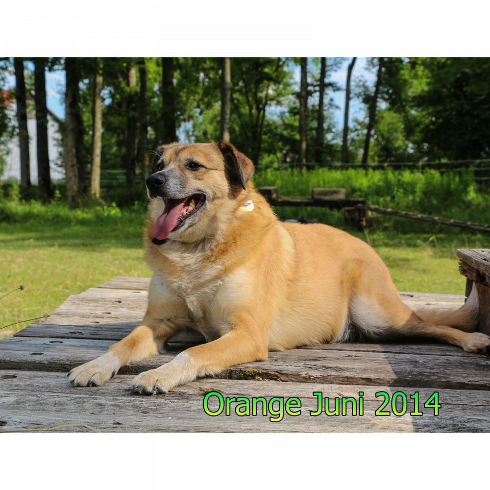Orange Juni 2014