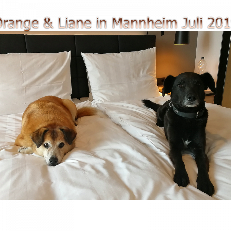 Orange Mannheim