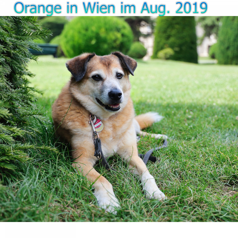 Orange - Wien