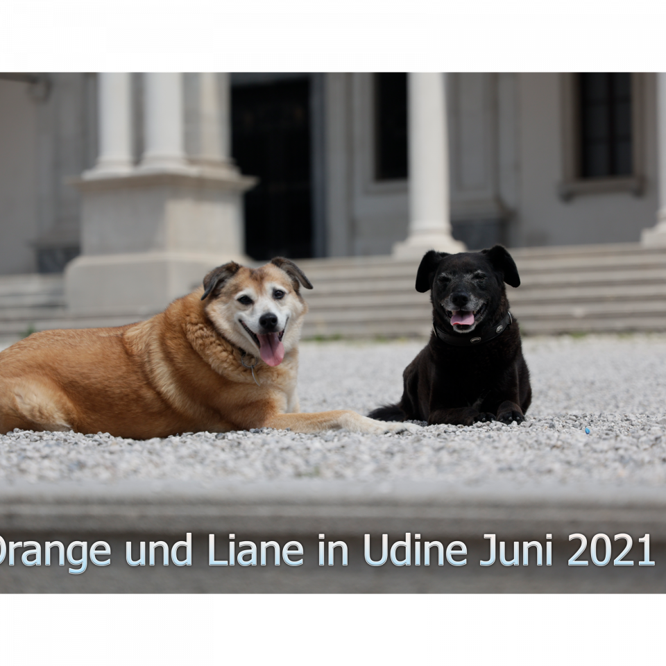 Orange Udine