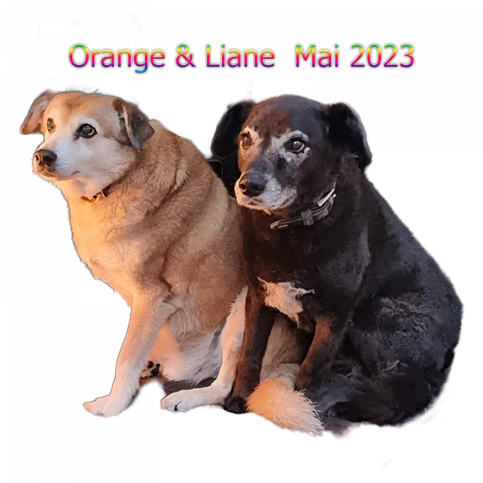 Orange  2023