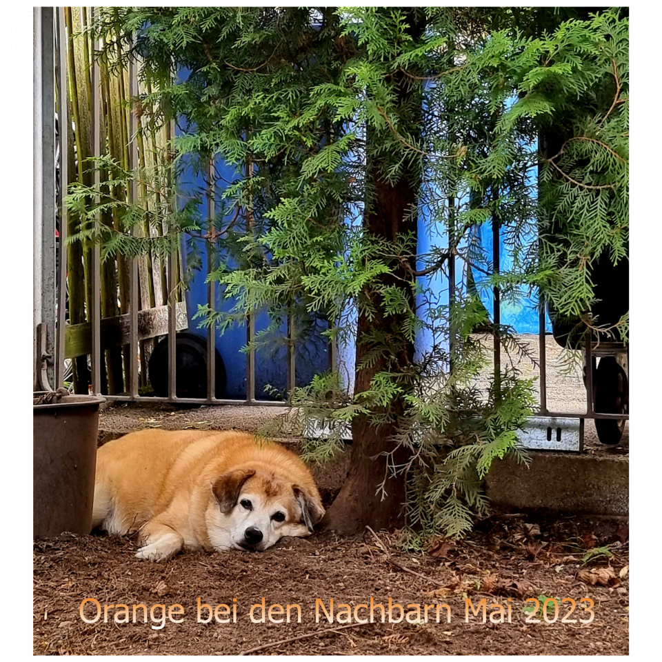 Orange  2023