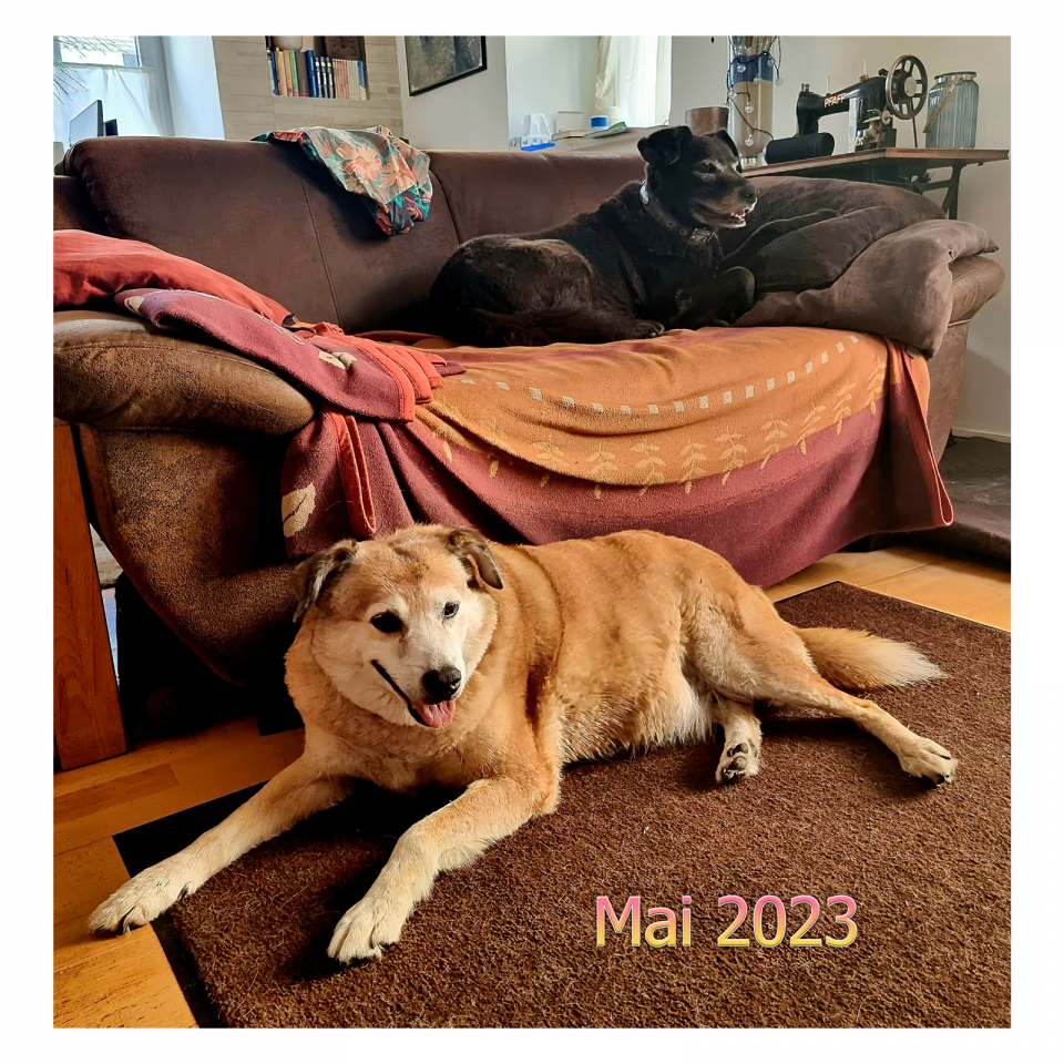 Orange  2023