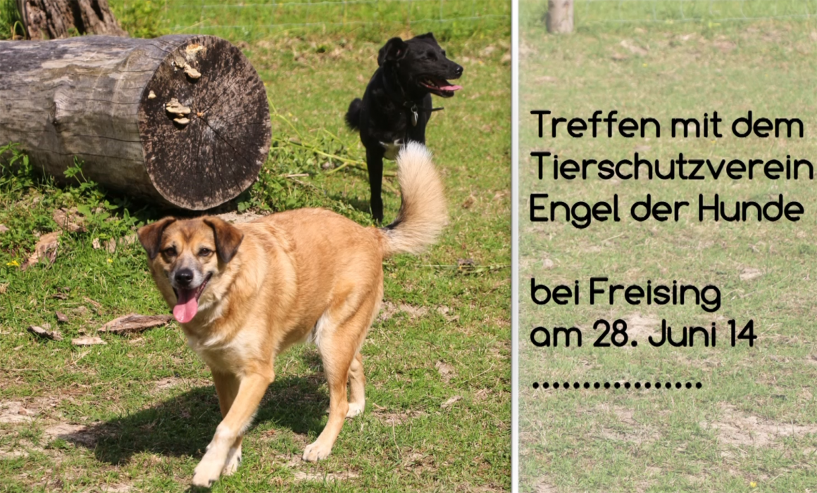 Orange - Engel der Hunde